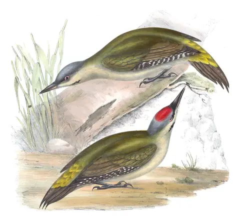 Plate 227 of Gould's The Birds of Europe: Gray-headed Woodpecker (Picus canus)