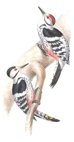 Plate 228 of Gould's The Birds of Europe: White-backed Woodpecker (Dendrocopos leucotos)
