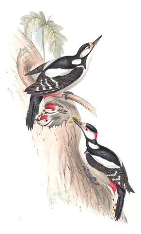 Plate 229 of Gould's The Birds of Europe: Great Spotted Woodpecker (Dendrocopos major)