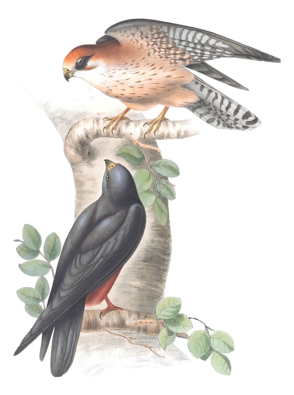Plate 23 of Gould's The Birds of Europe: Red-footed Falcon (Falco vespertinus)