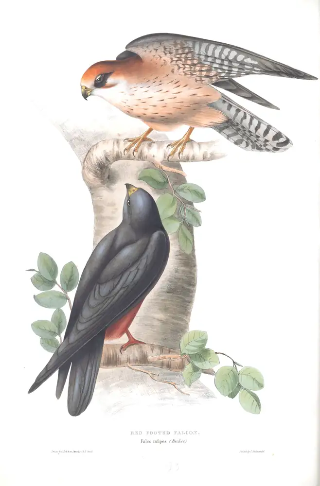 The whole sheet of plate 23, with its engraved caption