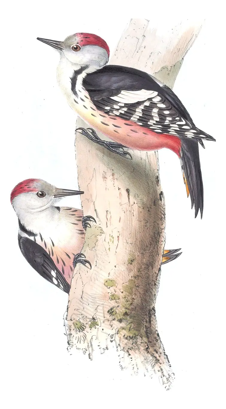 Plate 230 of Gould's The Birds of Europe: Middle Spotted Woodpecker (Dendrocoptes medius)