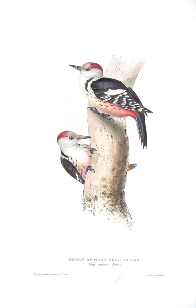 The whole sheet of plate 230, with its engraved caption