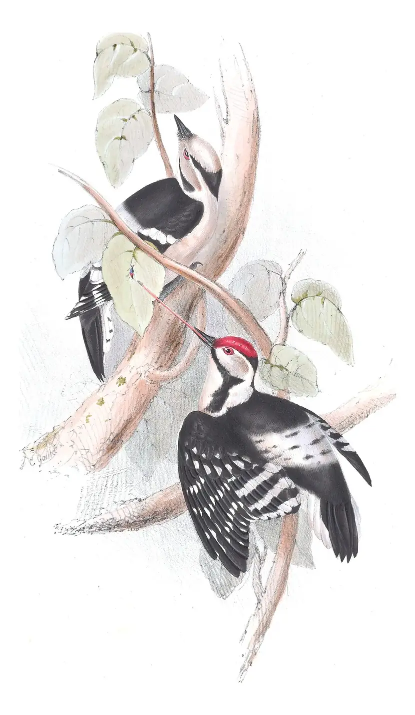Plate 231 of Gould's The Birds of Europe: Lesser Spotted Woodpecker (Dryobates minor)