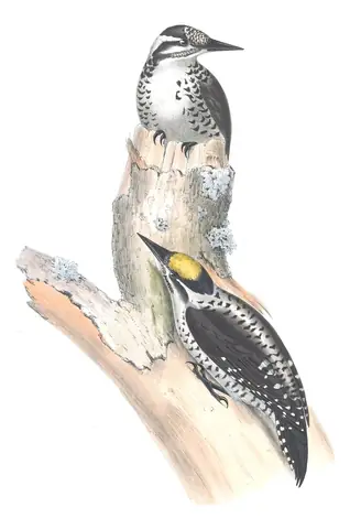 Plate 232 of Gould's The Birds of Europe: Eurasian Three-toed Woodpecker (Picoides tridactylus)