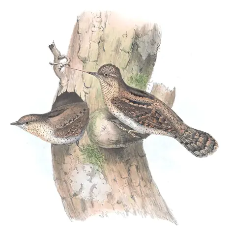 Plate 233 of Gould's The Birds of Europe: Eurasian Wryneck (Jynx torquilla)