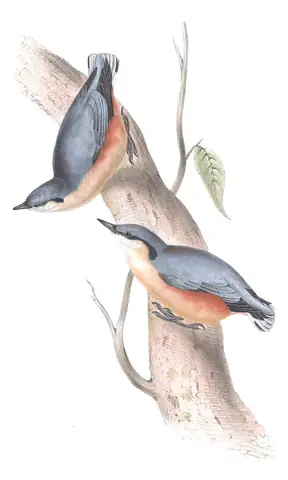 Plate 234 of Gould's The Birds of Europe: Eurasian Nuthatch (Sitta europaea)