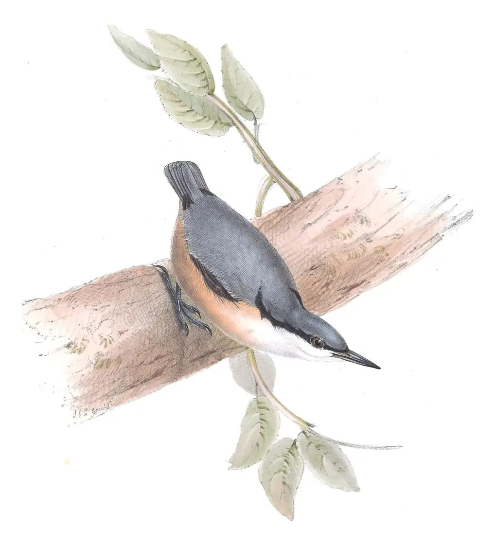 Plate 235 of Gould's The Birds of Europe: Western Rock Nuthatch (Sitta neumayer)