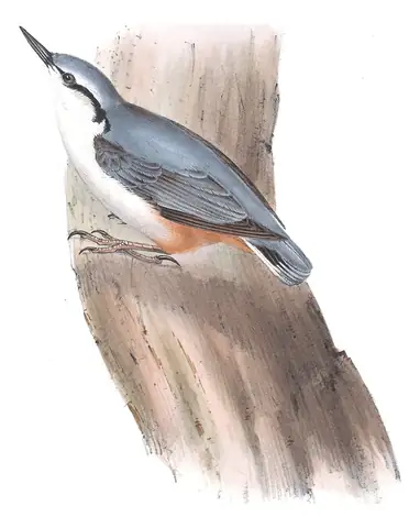 Plate 236 of Gould's The Birds of Europe: Eurasian Nuthatch (Sitta europaea)
