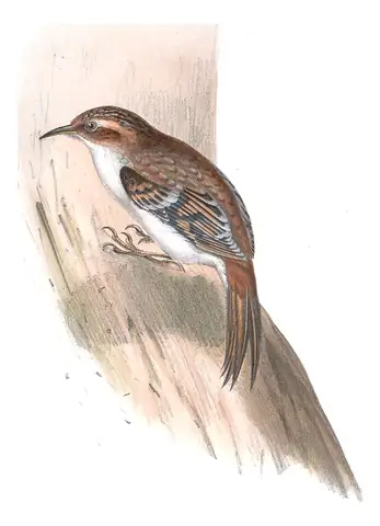 Plate 237 of Gould's The Birds of Europe: Eurasian Treecreeper (Certhia familiaris)