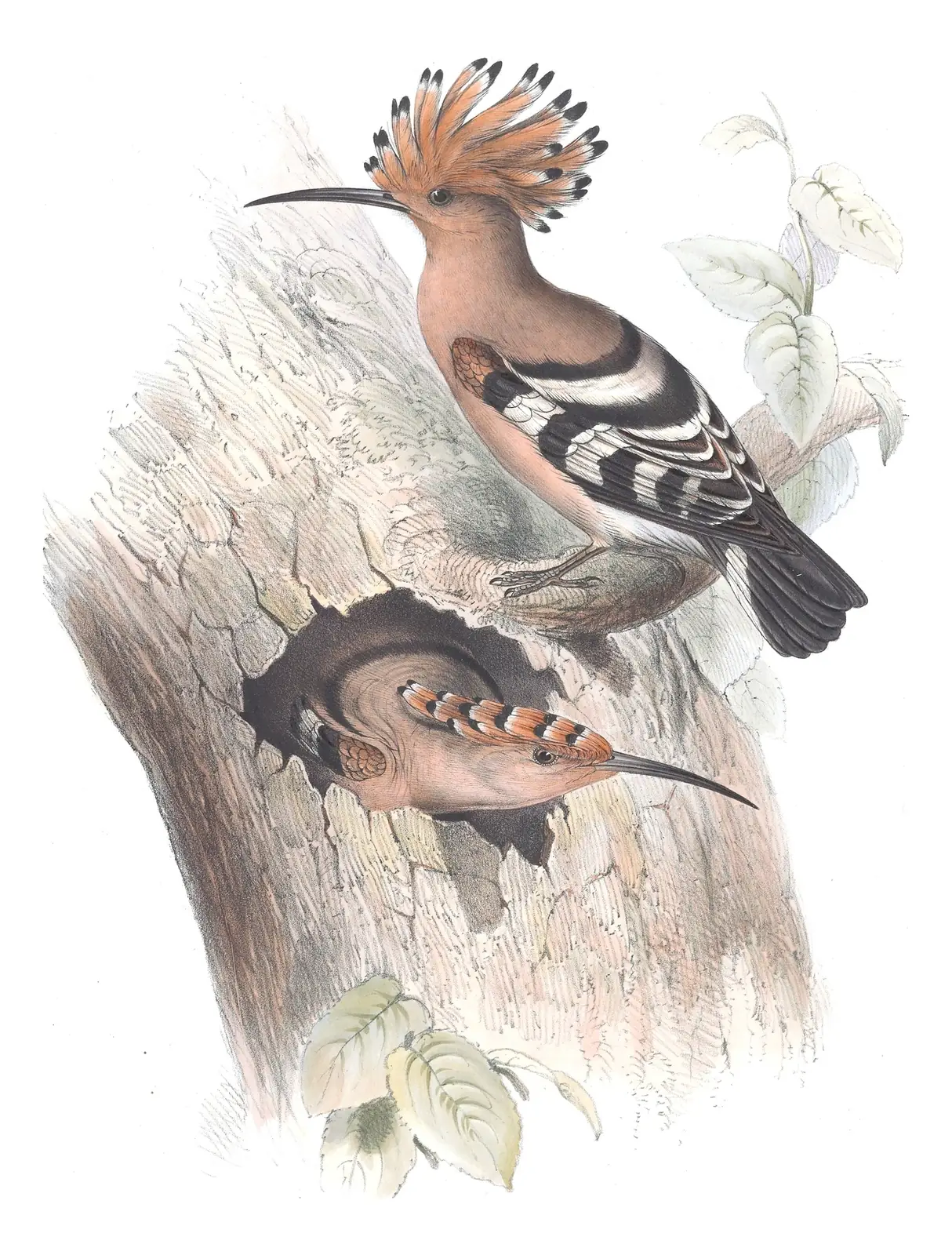 Plate 238 of Gould's The Birds of Europe: Common Hoopoe (Upupa epops)