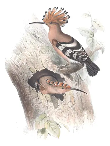 Plate 238 of Gould's The Birds of Europe: Common Hoopoe (Upupa epops)
