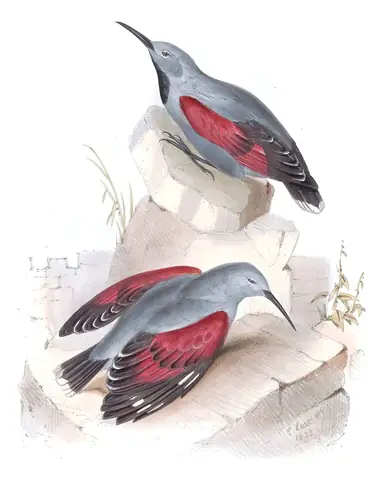 Plate 239 of Gould's The Birds of Europe: Wallcreeper (Tichodroma muraria)