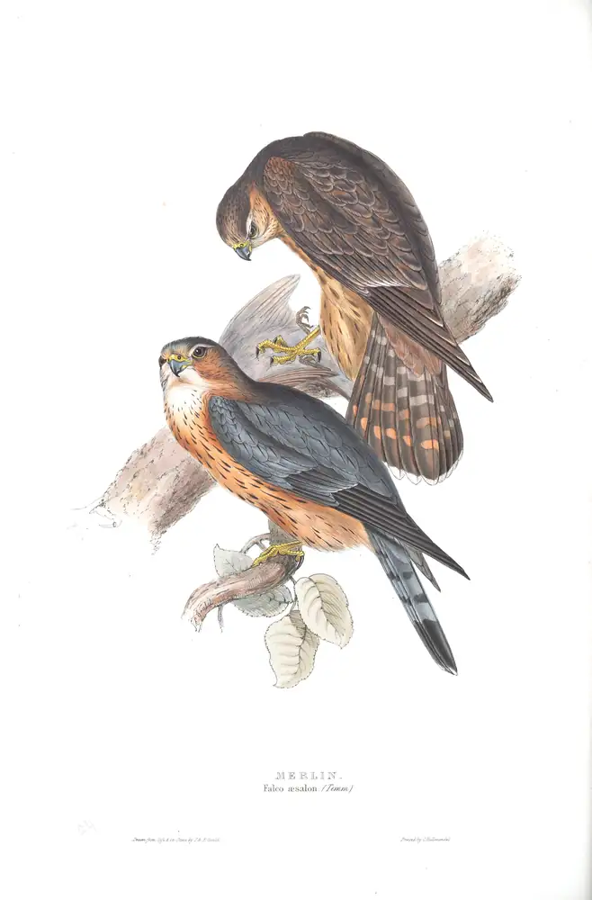 The whole sheet of plate 24, with its engraved caption