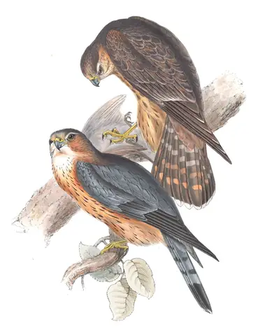 Plate 24 of Gould's The Birds of Europe: Merlin (Falco columbarius)