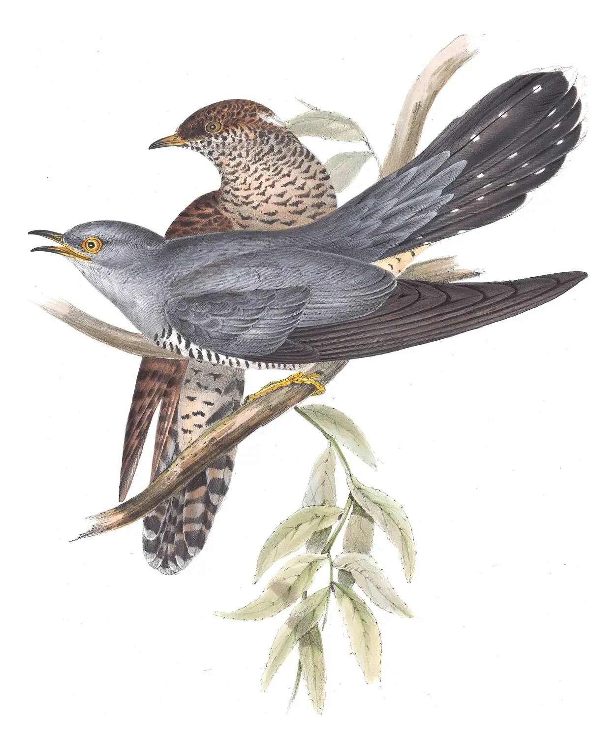 Plate 240 of Gould's The Birds of Europe: Common Cuckoo (Cuculus canorus)