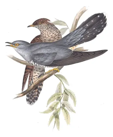 Plate 240 of Gould's The Birds of Europe: Common Cuckoo (Cuculus canorus)