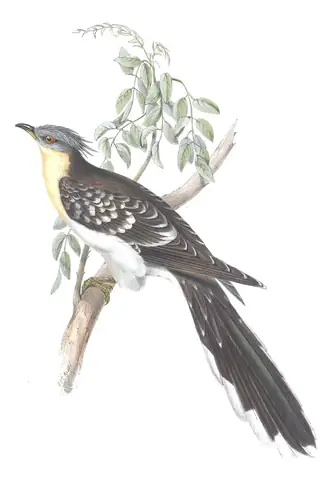 Plate 241 of Gould's The Birds of Europe: Great Spotted Cuckoo (Clamator glandarius)
