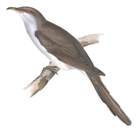 Plate 242 of Gould's The Birds of Europe: Yellow-billed Cuckoo (Coccyzus americanus)