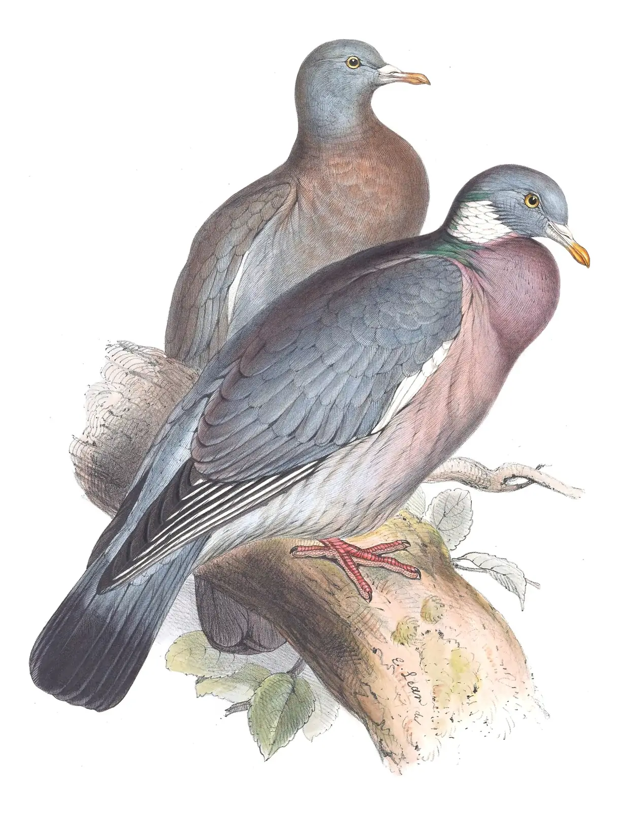 Plate 243 of Gould's The Birds of Europe: Common Wood-Pigeon (Columba palumbus)