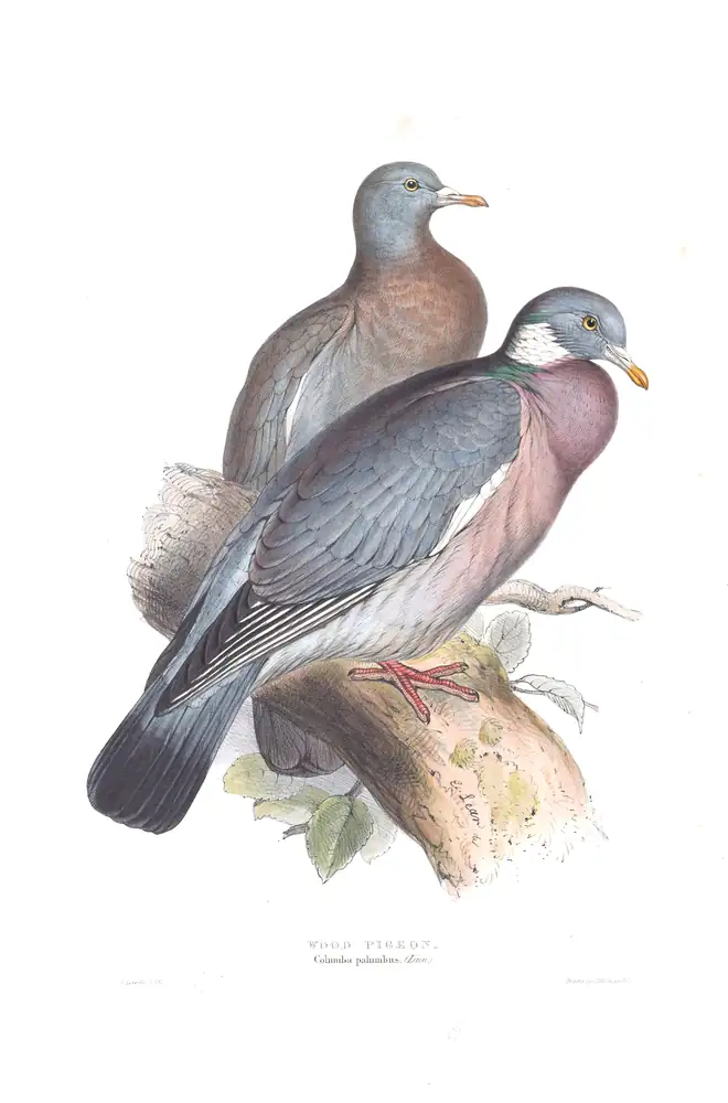 The whole sheet of plate 243, with its engraved caption