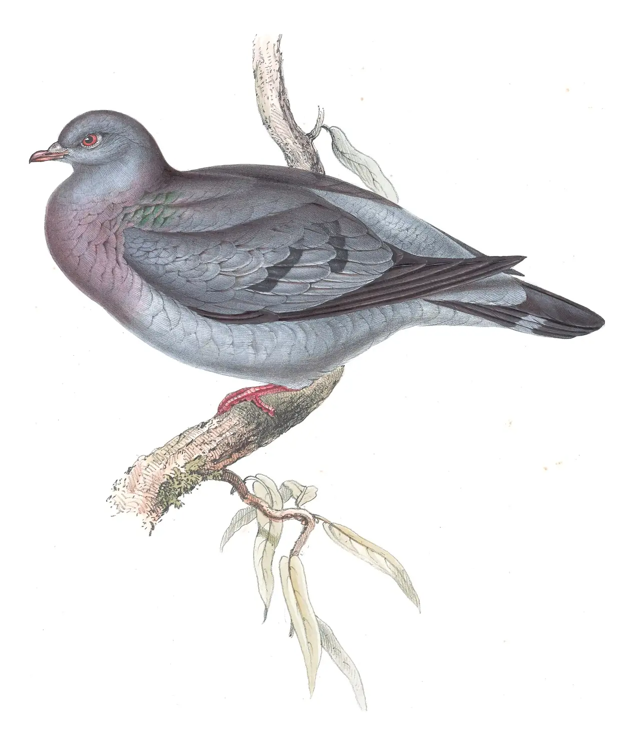Plate 244 of Gould's The Birds of Europe: Stock Dove (Columba oenas)