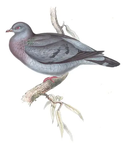Plate 244 of Gould's The Birds of Europe: Stock Dove (Columba oenas)