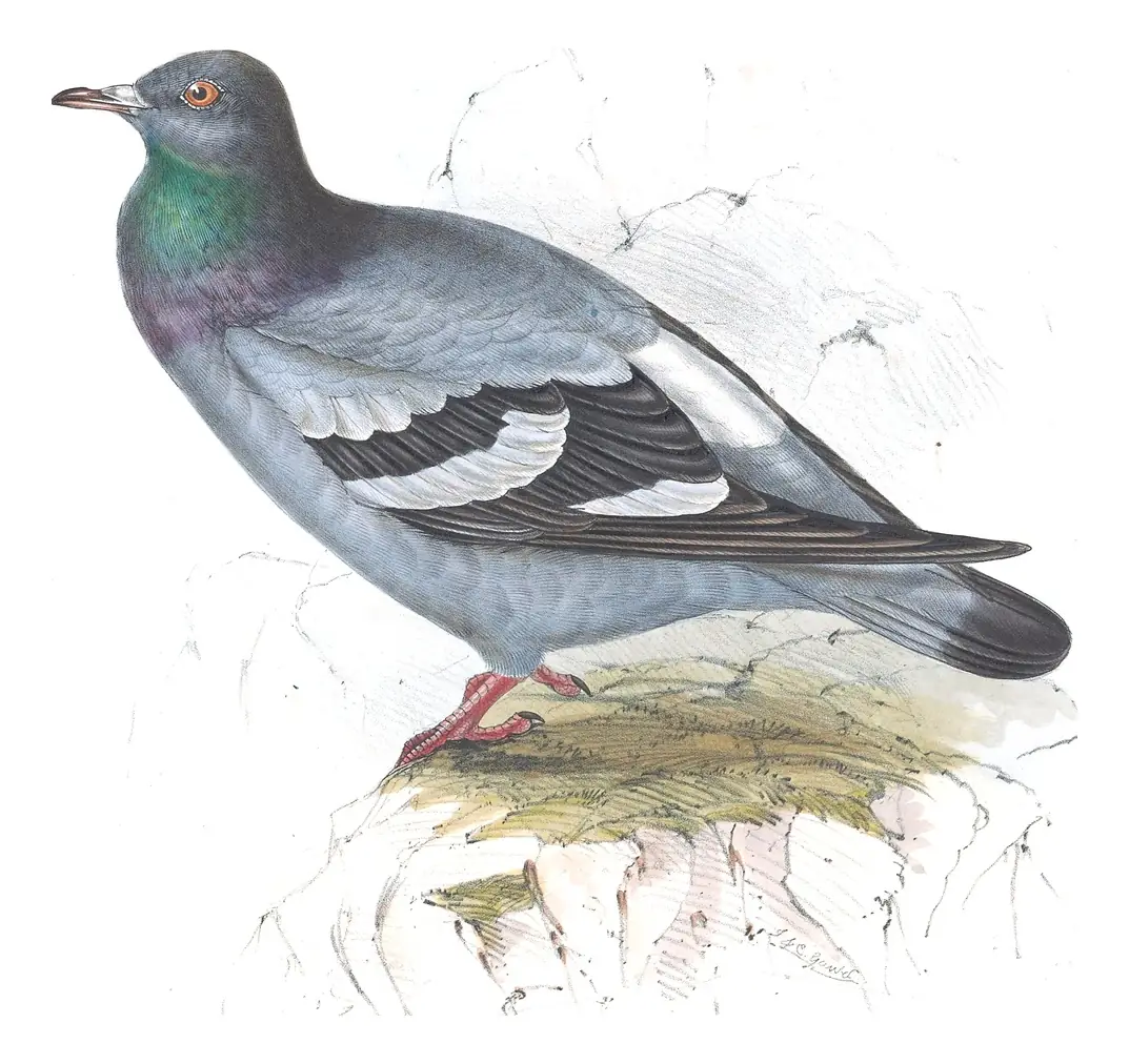 Plate 245 of Gould's The Birds of Europe: Rock Pigeon (Columba livia)