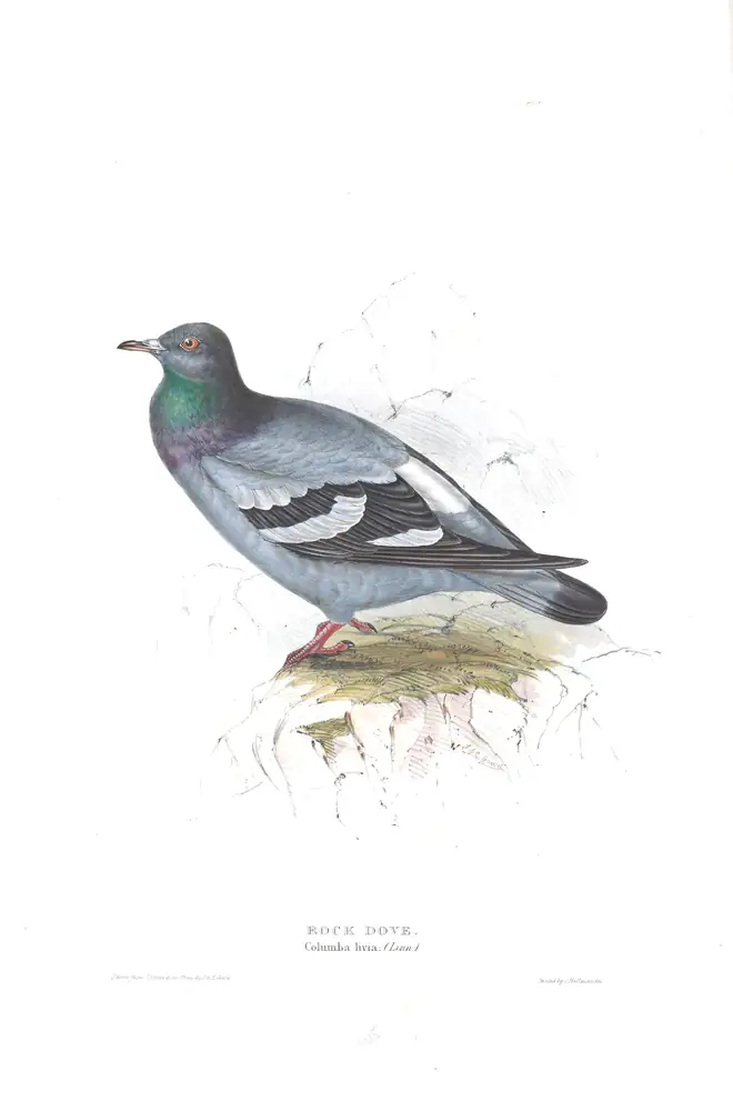 The whole sheet of plate 245, with its engraved caption