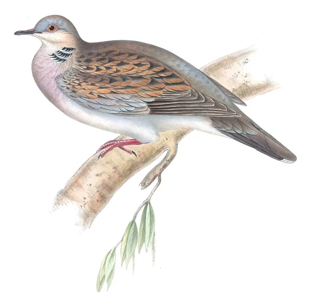 Plate 246 of Gould's The Birds of Europe: European Turtle-Dove (Streptopelia turtur)