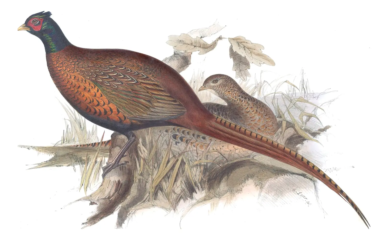 Plate 247 of Gould's The Birds of Europe: Ring-necked Pheasant (Phasianus colchicus)