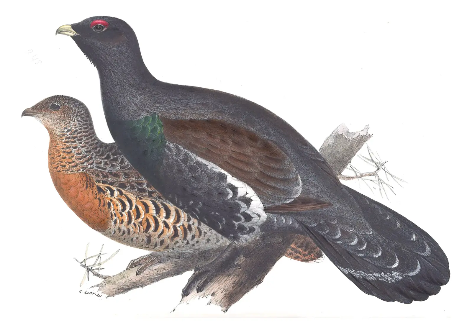 Plate 248 of Gould's The Birds of Europe: Western Capercaillie (Tetrao urogallus)