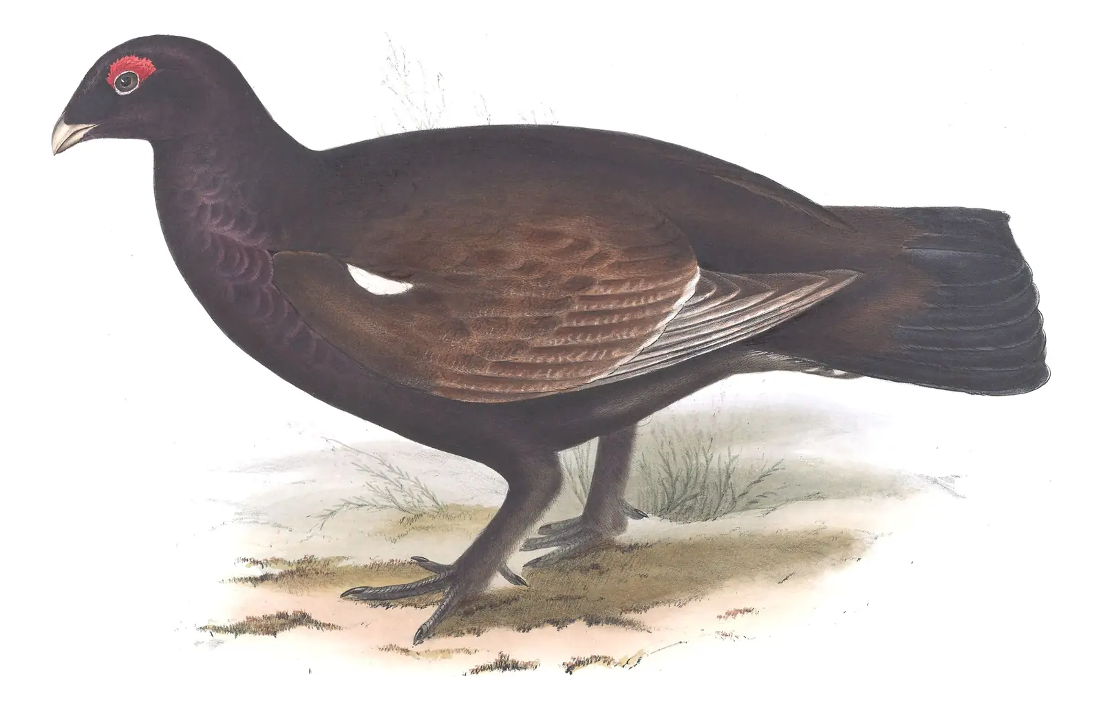 Plate 249 of Gould's The Birds of Europe: “Hybrid Grouse”, not identified