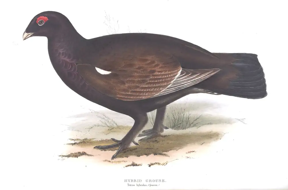 The whole sheet of plate 249, with its engraved caption