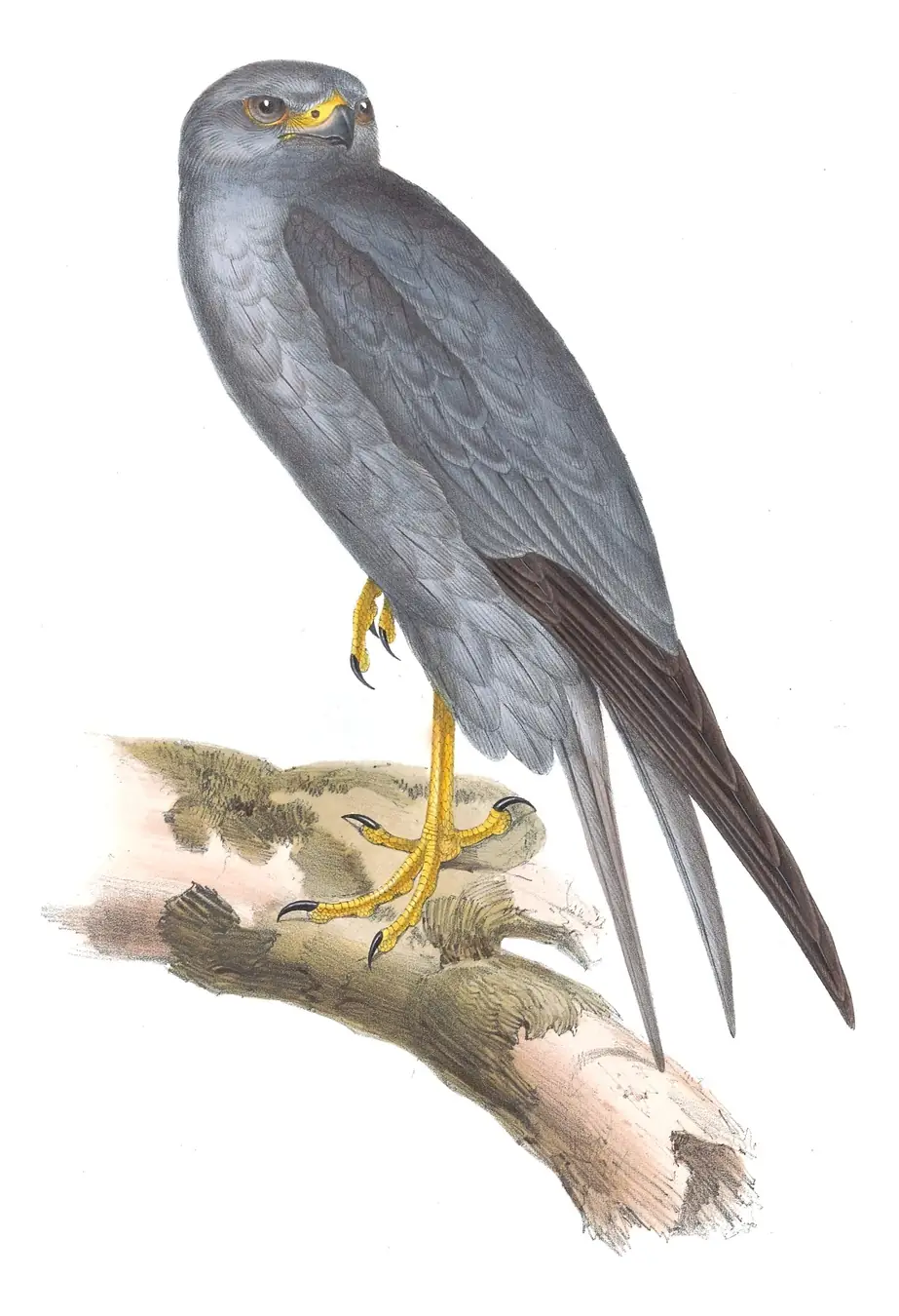 Plate 25 of Gould's The Birds of Europe: Sooty Falcon (Falco concolor)