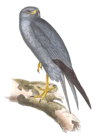 Plate 25 of Gould's The Birds of Europe: Sooty Falcon (Falco concolor)