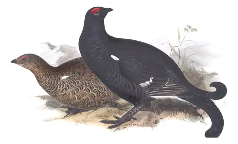 Plate 250 of Gould's The Birds of Europe: Black Grouse (Lyrurus tetrix)
