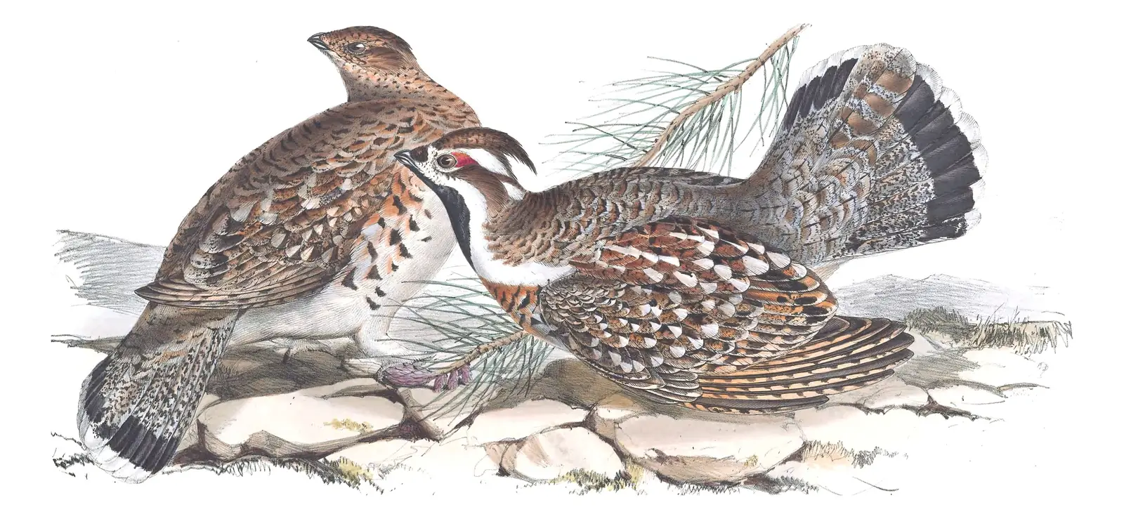 Plate 251 of Gould's The Birds of Europe: Hazel Grouse (Tetrastes bonasia)