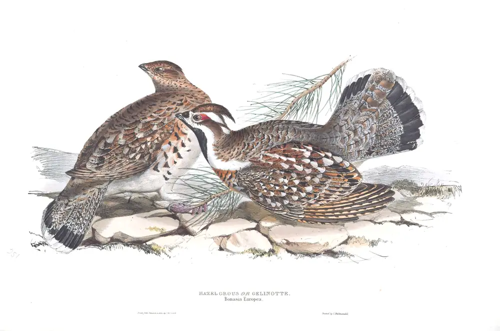 The whole sheet of plate 251, with its engraved caption