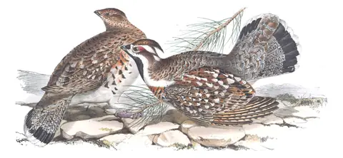 Plate 251 of Gould's The Birds of Europe: Hazel Grouse (Tetrastes bonasia)