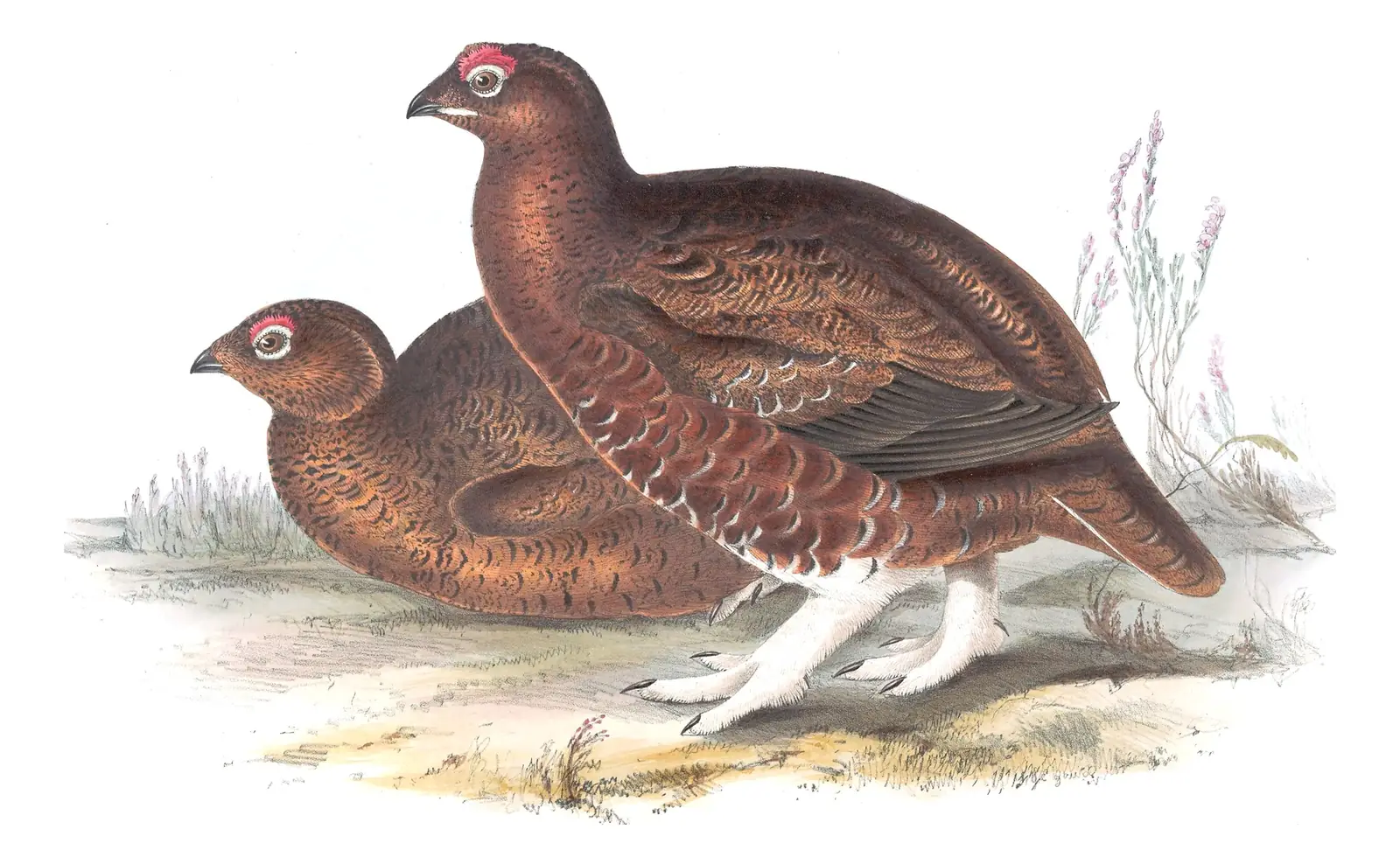 Plate 252 of Gould's The Birds of Europe: Red Grouse (Lagopus scotica)