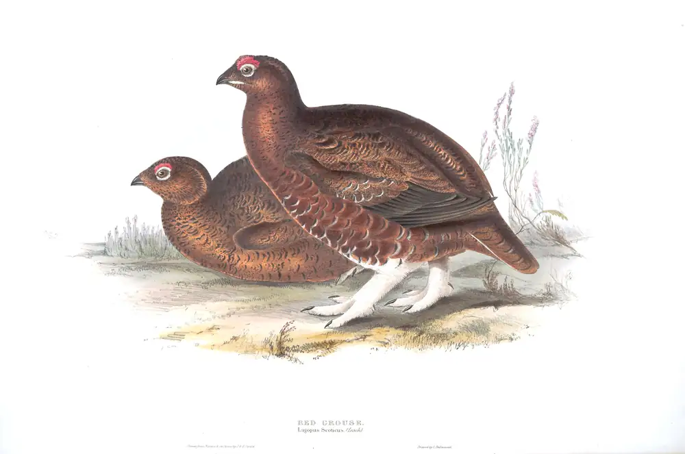The whole sheet of plate 252, with its engraved caption