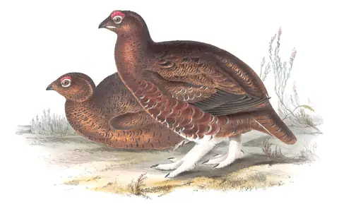 Plate 252 of Gould's The Birds of Europe: Red Grouse (Lagopus scotica)