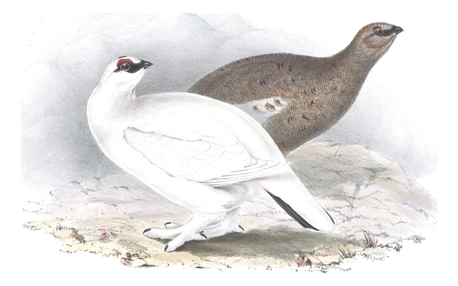 Plate 253 of Gould's The Birds of Europe: Rock Ptarmigan (Lagopus muta)