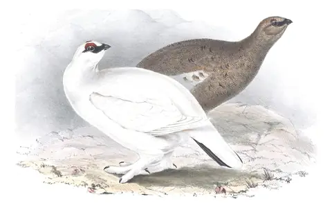 Plate 253 of Gould's The Birds of Europe: Rock Ptarmigan (Lagopus muta)