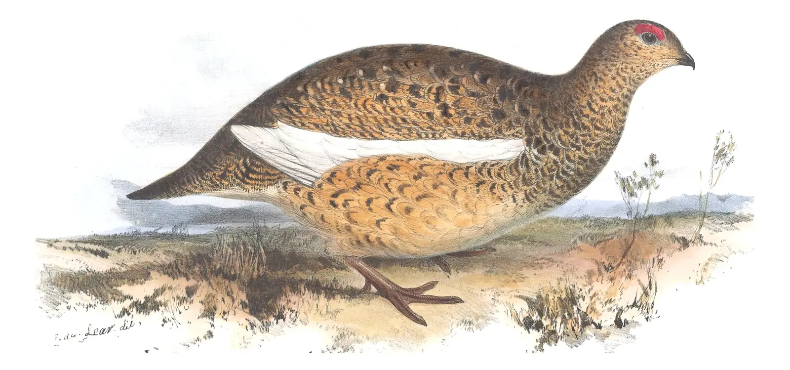 Plate 254 of Gould's The Birds of Europe: Rock Ptarmigan (Lagopus muta)