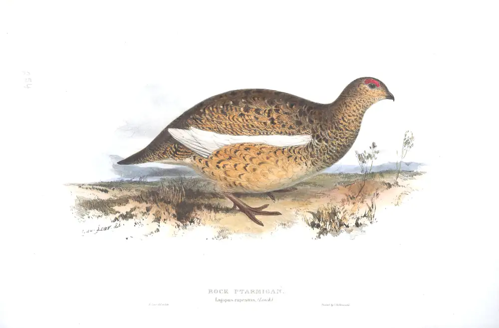 The whole sheet of plate 254, with its engraved caption