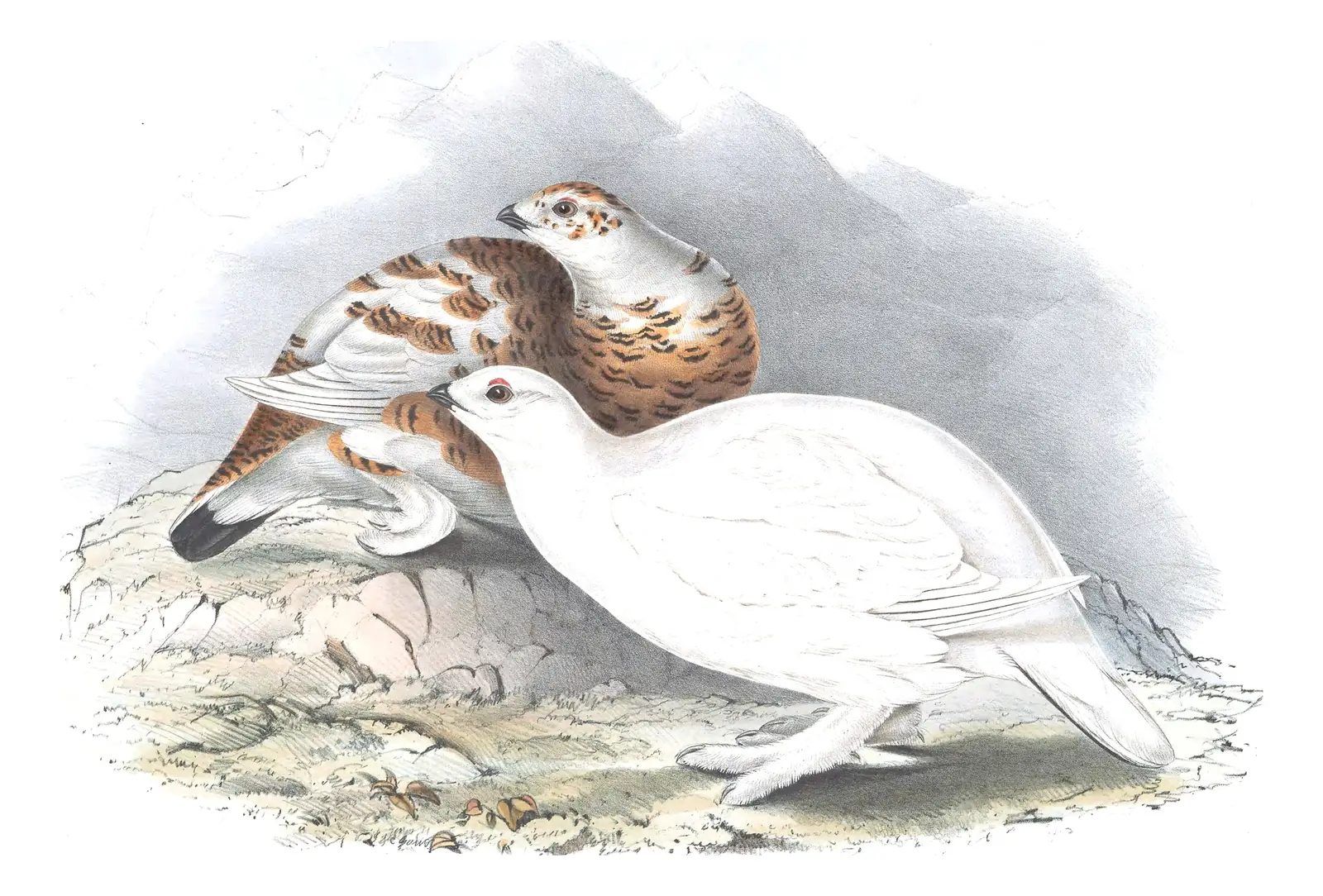 Plate 255 of Gould's The Birds of Europe: Willow Ptarmigan (Lagopus lagopus)