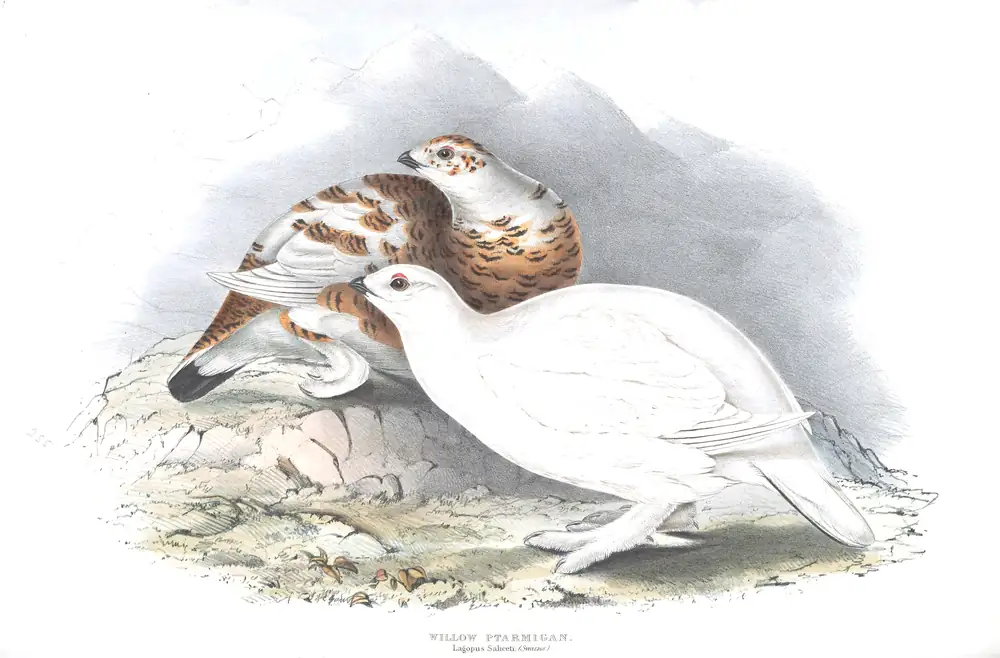 The whole sheet of plate 255, with its engraved caption
