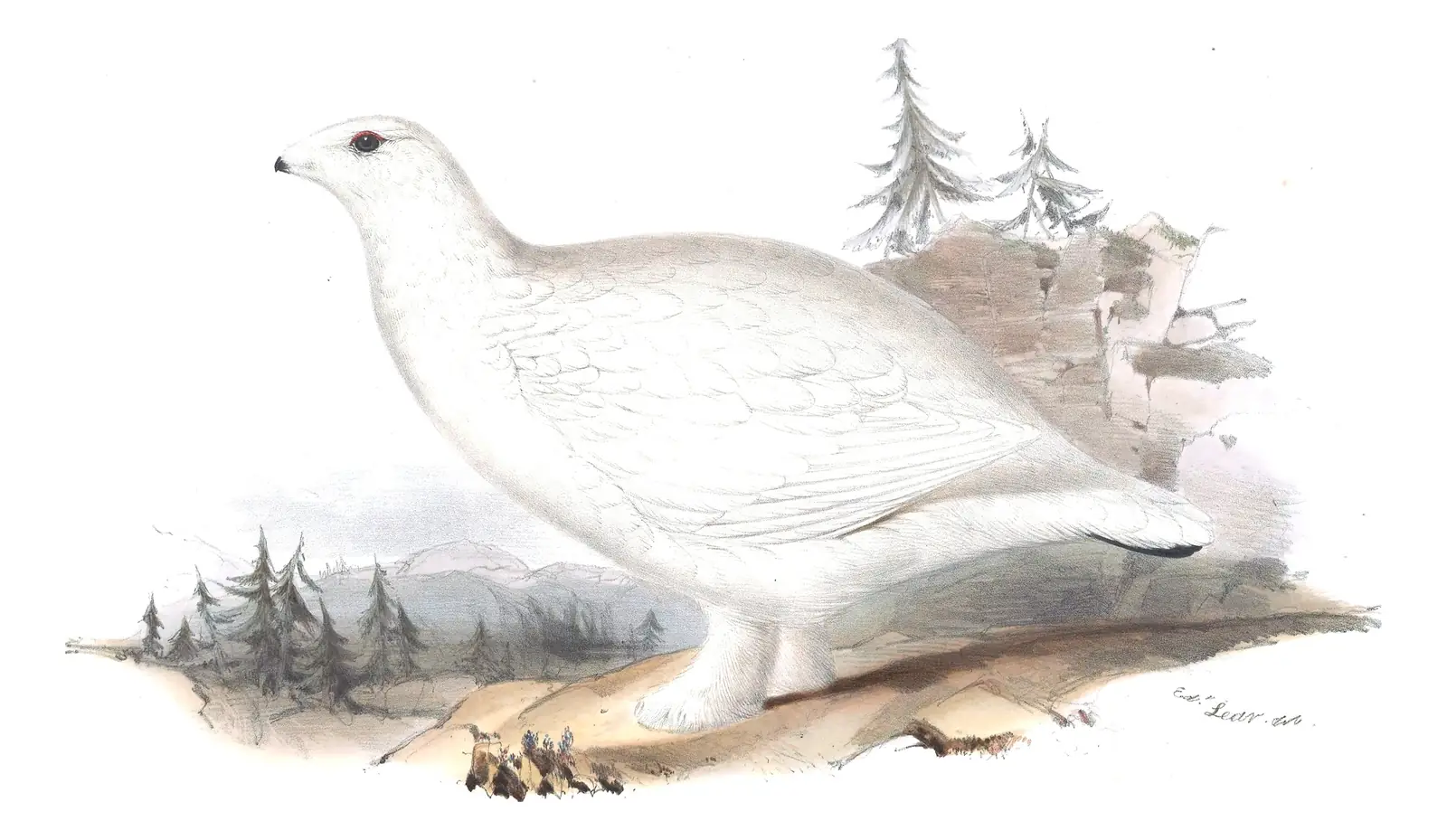 Plate 256 of Gould's The Birds of Europe: Willow Ptarmigan (Lagopus lagopus)